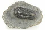 Detailed Austerops Trilobite - Nice Eye Facets #312788-3